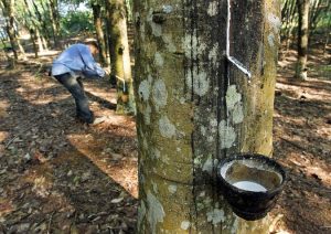 Rubber import and export in August/2019